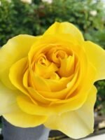 VIP NEW YELLOW - Image 4