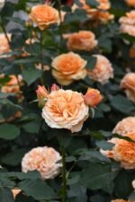 COUNTRY TRENDSETTER - Image 3