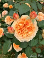 COUNTRY TRENDSETTER - Image 2