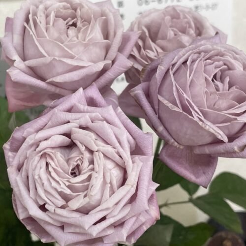 COTTON CANDY MARSHMALLOW