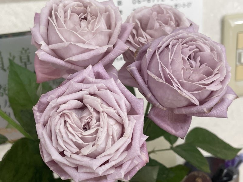 o4032302415260047069 COTTON CANDY MARSHMALLOW - Image 1