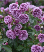 SHADOW OF THE MOON - Image 2