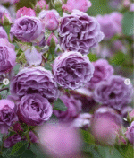 SHADOW OF THE MOON - Image 3