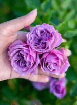 SHADOW OF THE MOON - Image 4