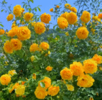 ADMIRATION - Image 4