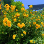 ADMIRATION - Image 3