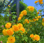 ADMIRATION - Image 2