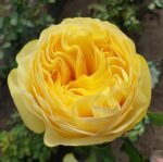 VIP NEW YELLOW - Image 3