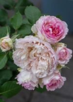 TRÄUMEREI - Image 4