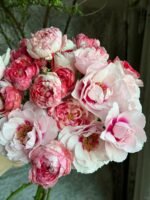 ZEBRA PATIENCE - Image 6