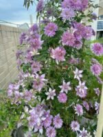 LADY KYOKO - Image 2