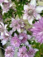 LADY KYOKO - Image 3