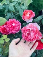 ZEBRA PATIENCE - Image 5