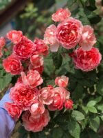 ZEBRA PATIENCE - Image 4