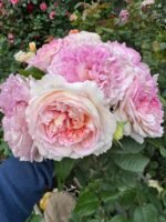 TRÄUMEREI - Image 3