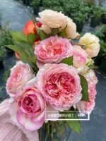 TRÄUMEREI - Image 2