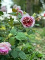 TRÄUMEREI - Image 7