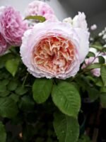 TRÄUMEREI - Image 6