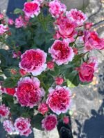 CINNABAR BOWL - Image 8