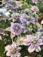 WATER FAIRY - Image 7