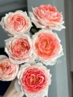 SWEET ENCOUNTER - Image 6