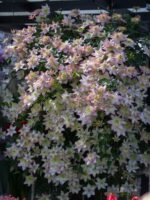 DAY ANGEL - Image 10