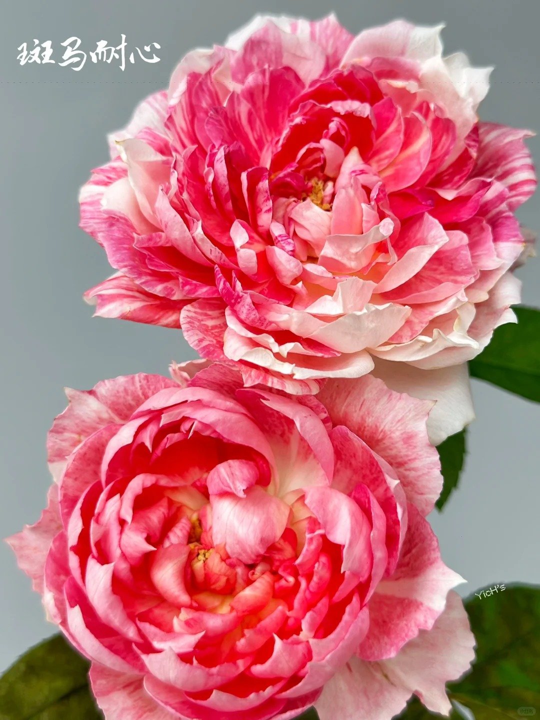 这花怎么岛里岛气的🧐初见【斑马耐心】月季_6_迷恋花花花椰菜🥦_来自小红书网页版 ZEBRA PATIENCE - Image 1