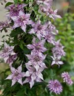 LADY KYOKO - Image 4