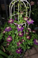 SHISHIMARU - Image 2