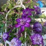 CASSIS