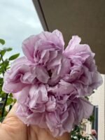 REBIRTH - REPATRIL - Image 4