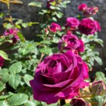 TIMELESS PURPLE - Image 3