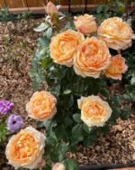 FOREVER AMBER - Image 7