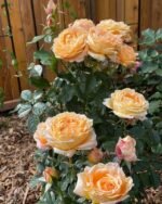 FOREVER AMBER - Image 3