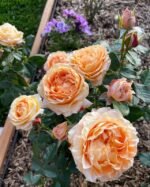 FOREVER AMBER - Image 2