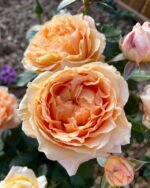 FOREVER AMBER - Image 5