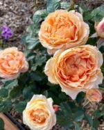 FOREVER AMBER - Image 4