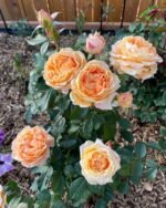 FOREVER AMBER - Image 6