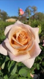 SPICED COFFEE - Image 4