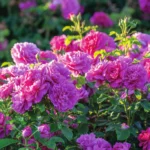 PRINCESS ANNE - Image 6