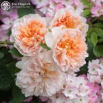 TEA CLIPPER - Image 3