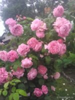 SONIA RYKIEL - Image 3