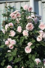 CLAIRE ROSE - Image 3