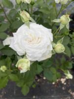 CREMET D'ANJOU - Image 6