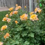 JASON'S RESOLVE - Image 6