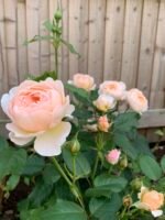 THE SHEPHEDESS - Image 4