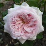 CLAIRE ROSE - Image 5