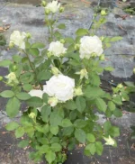 CREMET D'ANJOU - Image 5