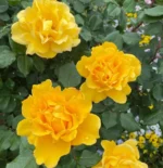 HENRY FONDA - Image 4