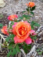 DISNEYLAND - Image 4